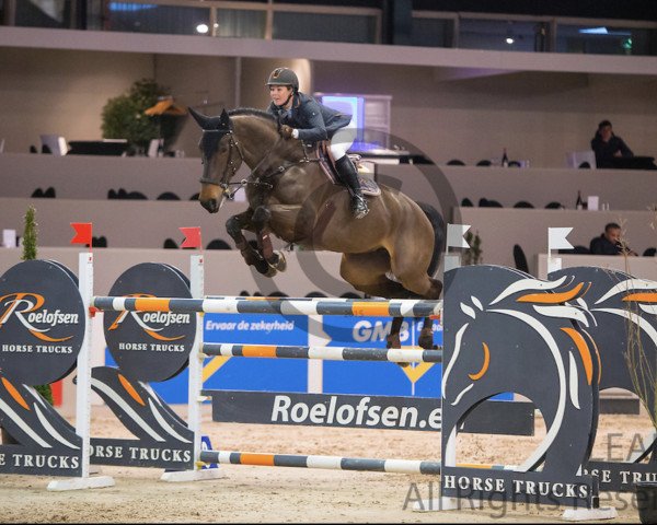 jumper Est Di Palatina (KWPN (Royal Dutch Sporthorse), 2009, from Namelus R)