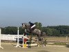 jumper Claas be Clever (Oldenburg show jumper, 2018, from Canturo)