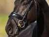 dressage horse Violette de Fontaine (Oldenburg, 2017, from Galleria's Vincent Maranello)