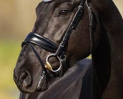 dressage horse Violette de Fontaine (Oldenburg, 2017, from Galleria's Vincent Maranello)