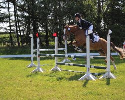 Dressurpferd CTS Bumblebee (Deutsches Reitpony, 2012, von Holsteins Bonito)