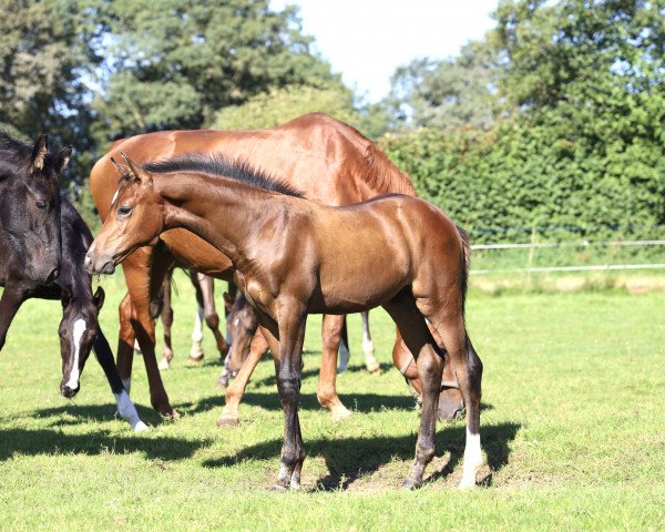 jumper Carl Blue N (Oldenburg show jumper, 2023, from Conthargos)