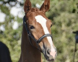 jumper Manapi CH (Swiss Warmblood, 2023, from Vingino)