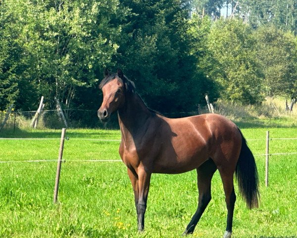 dressage horse La noble Lady (German Riding Pony, 2022, from FS New Chance)