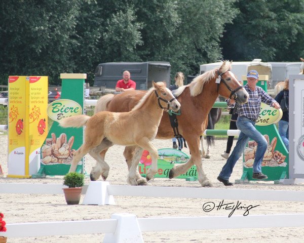 broodmare Naomi (Rhenish-German Cold-Blood, 2006, from Nappes)