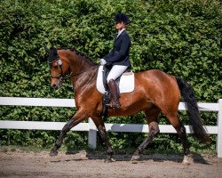 dressage horse Lieke (Oldenburg, 2009, from Landsieger I)