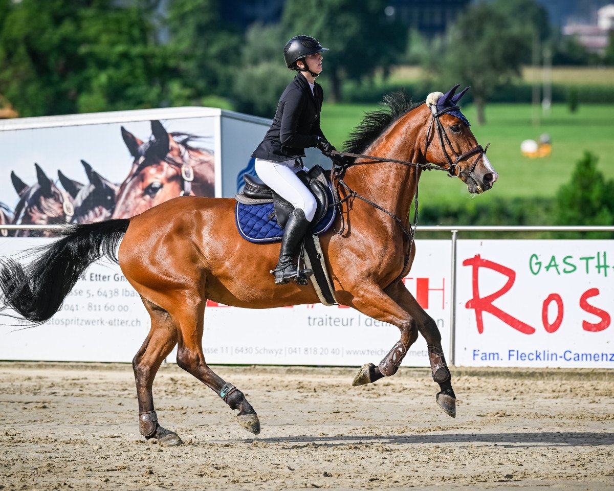 jumper Jelmar (KWPN (Royal Dutch Sporthorse), 2014)