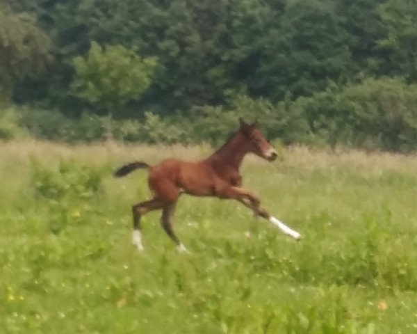 jumper Kasimir W 3 (Oldenburg show jumper, 2016, from Kannan)