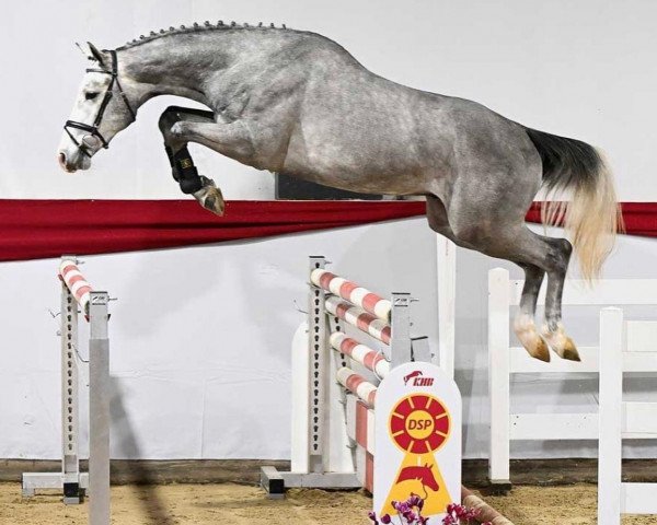 stallion U Kiskadee CH (Swiss Warmblood, 2020, from Karajan)