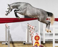 stallion U Kiskadee CH (Swiss Warmblood, 2020, from Karajan)