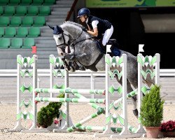 jumper U Talisca CH (Swiss Warmblood, 2018, from Croesus)