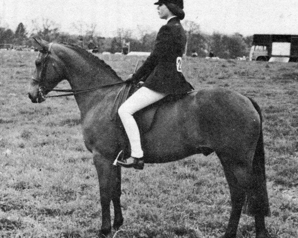 horse Perryditch March Wind (British Riding Pony, 1966, from Bwlch Zephyr)