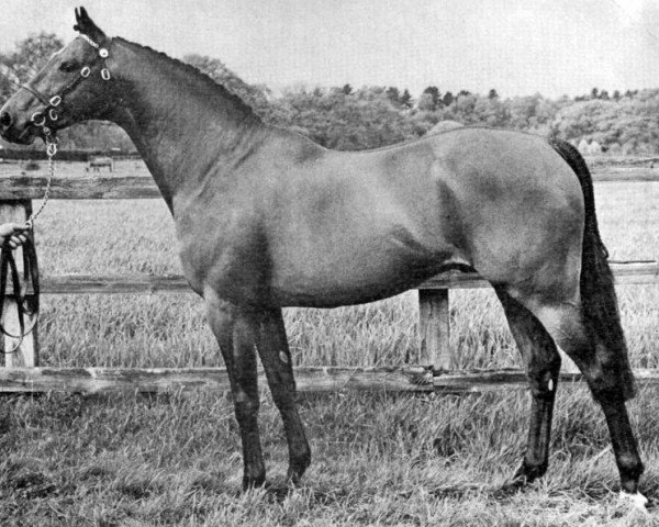 Deckhengst Gaulden Gamecock (British Riding Pony, 1966, von Bwlch Zephyr)