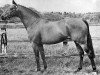 Deckhengst Gaulden Gamecock (British Riding Pony, 1966, von Bwlch Zephyr)