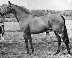 Deckhengst Gaulden Gamecock (British Riding Pony, 1966, von Bwlch Zephyr)