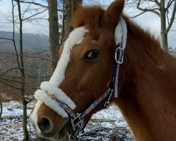 broodmare Arts Deitina (German Riding Pony, 1994, from Arts-Dancer-Boy)