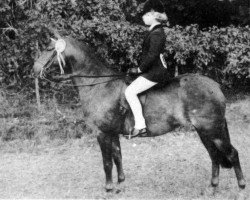 horse Bennochy After Eight (British Riding Pony, 1971, from Lennel Strolling Minstrel)