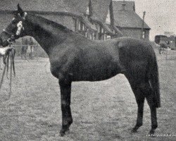 stallion Erin's Pride xx (Thoroughbred, 1945, from Fairfax xx)