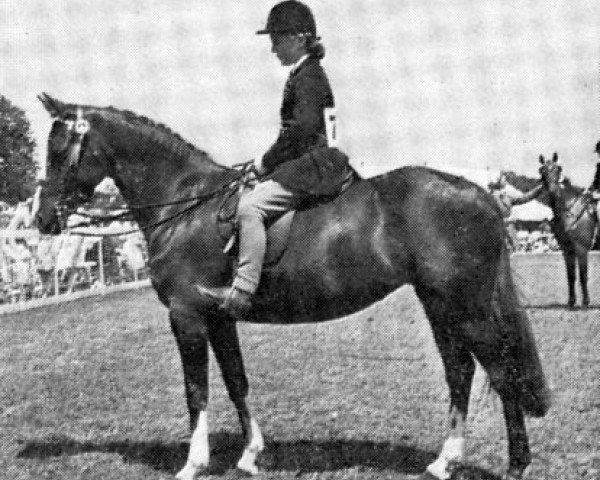Zuchtstute Arden Bronze (British Riding Pony, 1954, von Ardencaple xx)