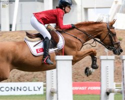 jumper H.amelusina R1 (KWPN (Royal Dutch Sporthorse), 2012, from Rubert R)