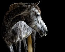 jumper Oklahoma 27 (German Sport Horse, 2016, from Orlando van de Heffinck)