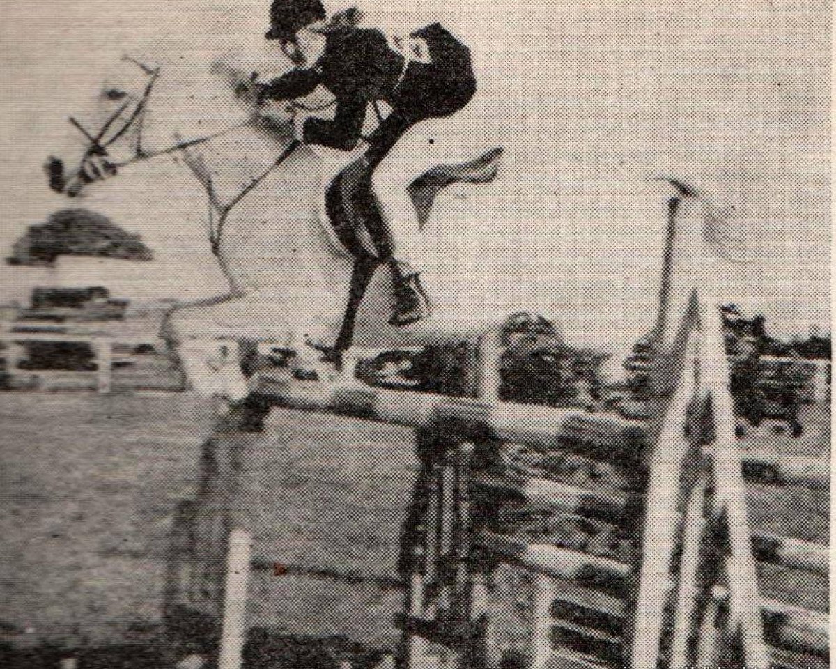 Zuchtstute Treeyews Scotch Lady (Welsh Partbred, 1954, von Dropscotch xx)