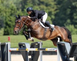 jumper Itchcock des Dames (Belgium Sporthorse, 2014, from Marius Claudius)