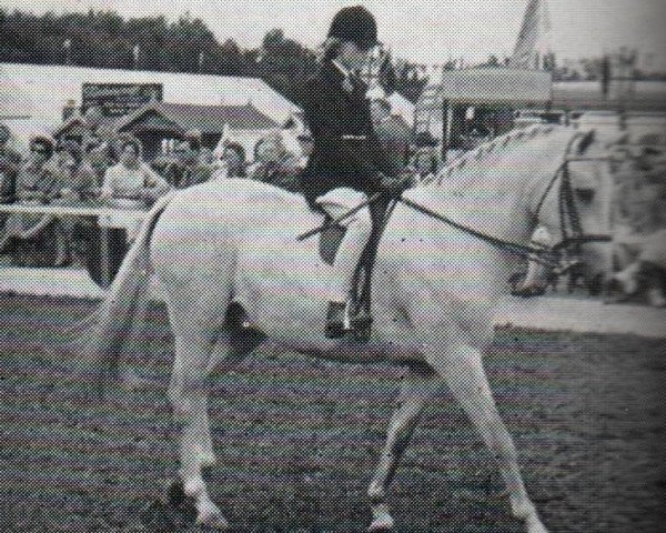 Pferd Treeyews Scotch Haze (British Riding Pony,  , von Dropscotch xx)