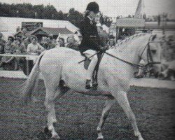 horse Treeyews Scotch Haze (British Riding Pony,  , from Dropscotch xx)