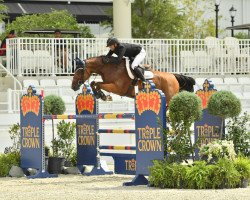 Springpferd Fleur-De-Lis' Cherie (KWPN (Niederländisches Warmblut), 2012, von Clarimo Ask)