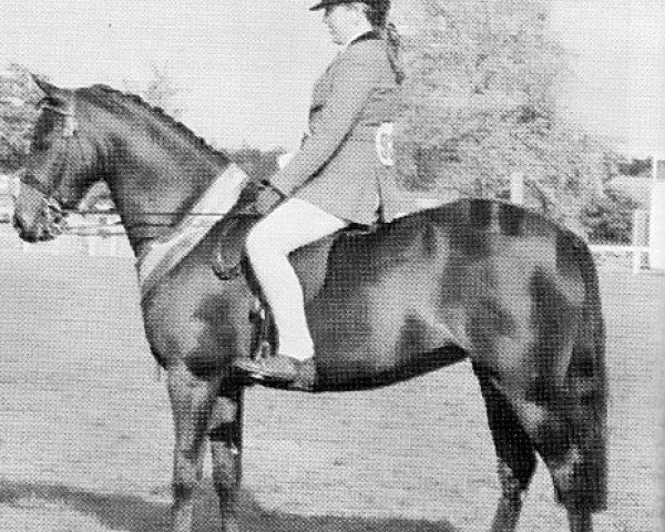 Pferd Pendley Daydream (British Riding Pony, 1984, von Pendley Bronze Model)