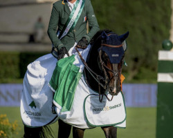 jumper Vistogrand (Irish Sport Horse, 2013, from Fantaland)