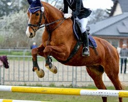 Springpferd Liguster 47 (Deutsches Sportpferd, 2007, von Ludwig von Bayern 168 FIN)