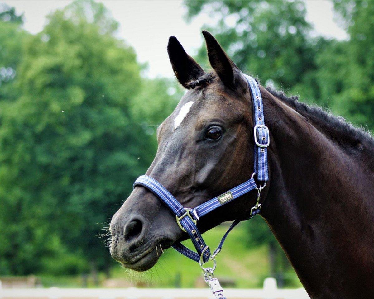 dressage horse Lilly Fee 32 (German Sport Horse, 2014, from Decurio 3)