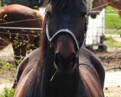 dressage horse Eturion (Polish Warmblood, 2010, from Chjr Smile)