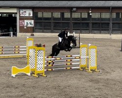 jumper Naboo 4 (Oldenburg show jumper, 2018, from Nekton)