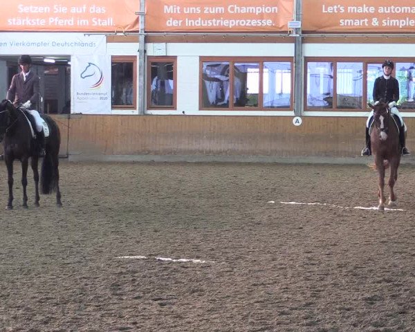 Reitturnier Appelhülsen 2023