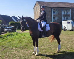 dressage horse Fürst Ferdinand Wf (Westphalian, 2014, from Franziskus FRH)