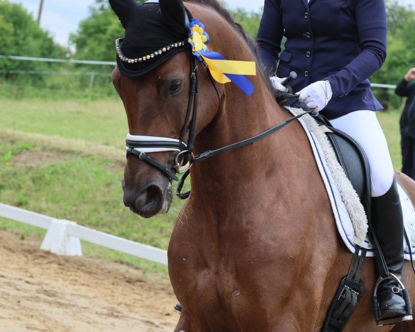 dressage horse Wiktoria Gk (Oldenburg, 2019, from Escolar)