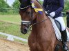 dressage horse Wiktoria Gk (Oldenburg, 2019, from Escolar)