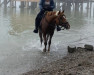 Springpferd History River of Horati (Nederlands Rijpaarden en Pony, 2008)