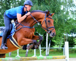 Springpferd Codiva Z (Zangersheide Reitpferd, 2018, von Corico Z)