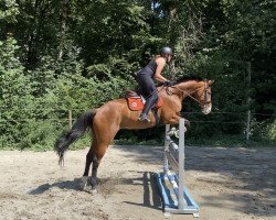 jumper Gran Paradiso du Perchet CH (Swiss Warmblood, 2011, from Graf Top)