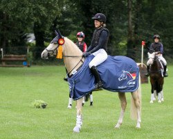 jumper Valery Cr (German Riding Pony, 2017, from Voodoo Cr)