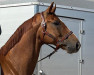 dressage horse Final Destination 16 (Oldenburg, 2013, from For Romance I)