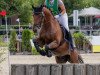 dressage horse Contini's Son (Westphalian, 2009, from Contini)