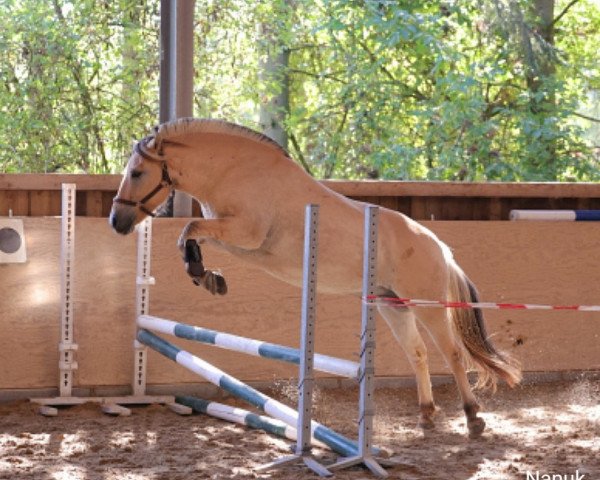 horse Nanuk (Fjord Horse, 2017, from Njord Halsnæs)