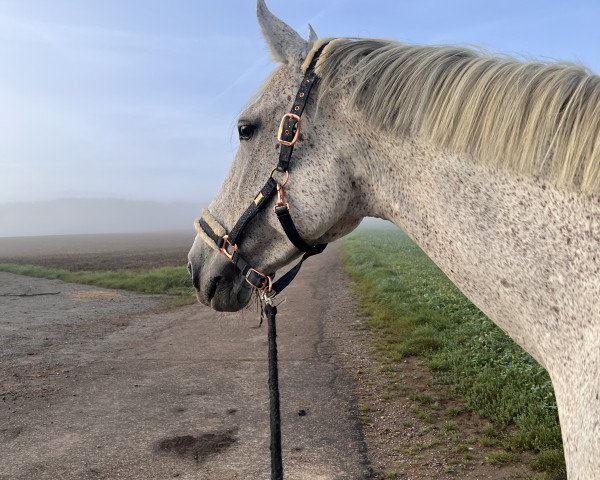 Pferd Rosshill Bridget (Irish Sport Horse, 2009)