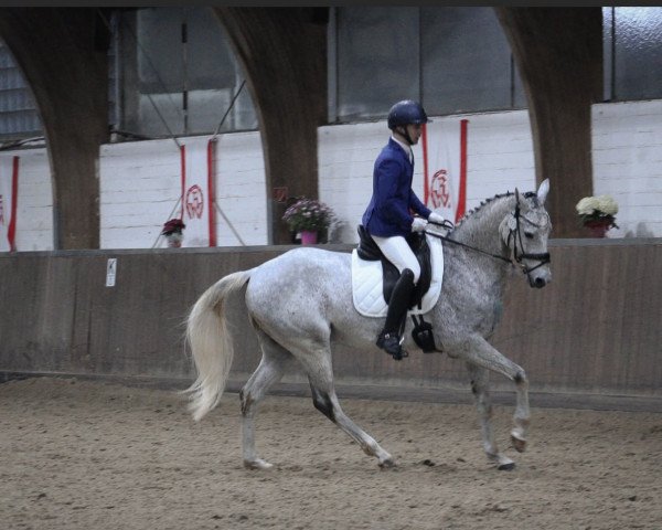 dressage horse Elias (Akhal-Teke, 2012, from Askari)