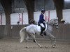 dressage horse Elias (Akhal-Teke, 2012, from Askari)